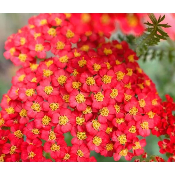 Cickafark Piros  - Achillea millefolium Paprika