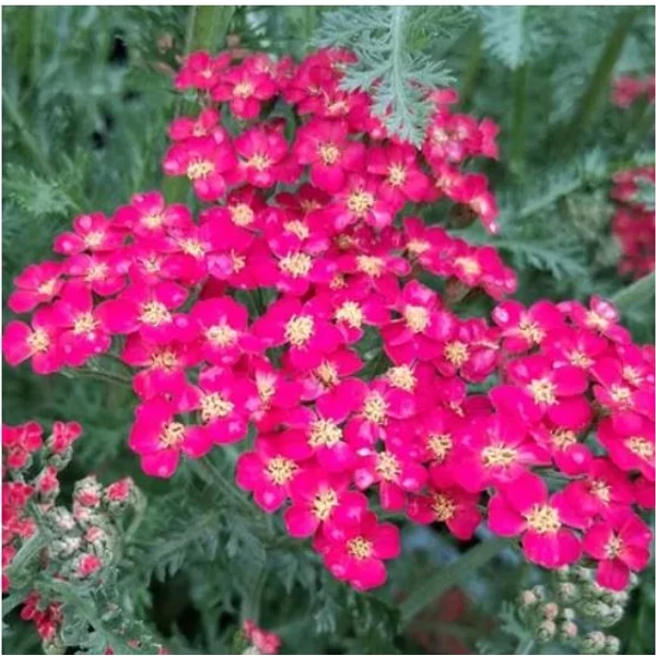 Cickafark rózsaszín - Achillea millefolium Summerwine