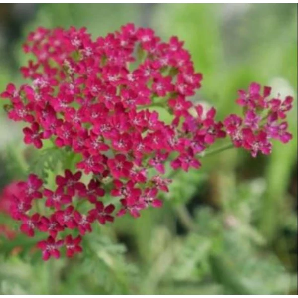 Cickafark rózsaszín - Achillea millefolium Summerwine