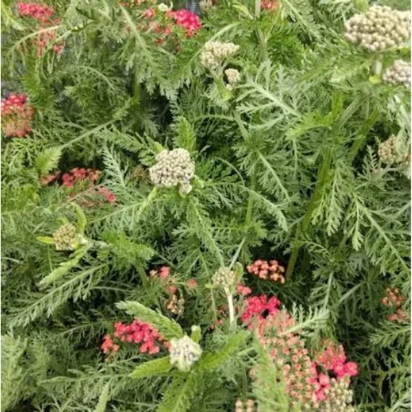 Cickafark rózsaszín - Achillea millefolium Summerwine