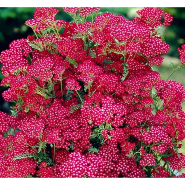 Cickafark rózsaszín - Achillea millefolium Summerwine