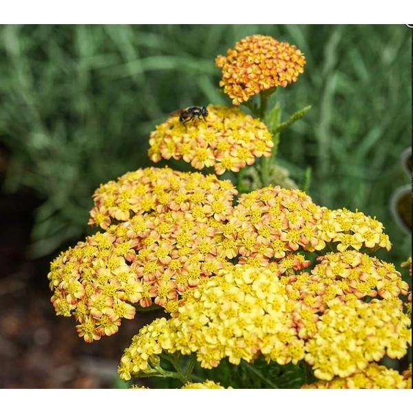 Cickafark sárga - Achillea millefolium Yellow