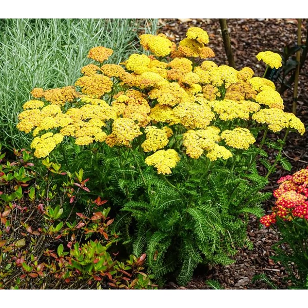Cickafark sárga - Achillea millefolium Yellow