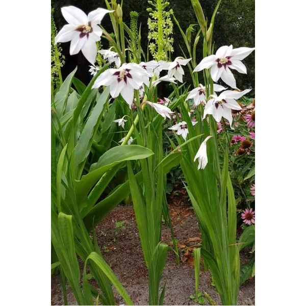 Abesszin vagy illatos kardvirág - Acidanthera gladiolus Callianthus