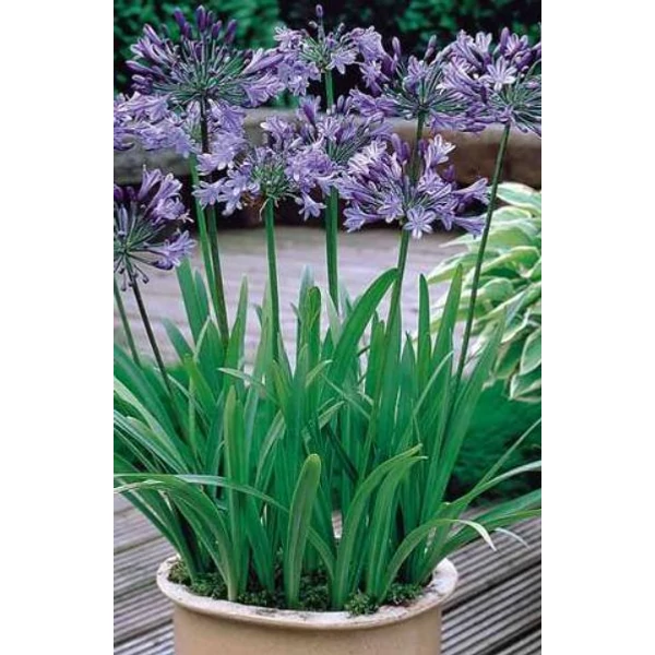 Szerelemvirág Kék - Agapanthus Blue Giant 