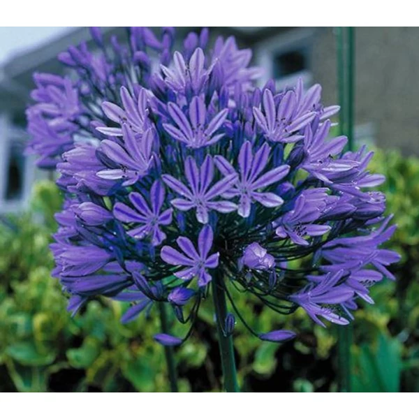 Szerelemvirág Kék - Agapanthus Blue Giant 