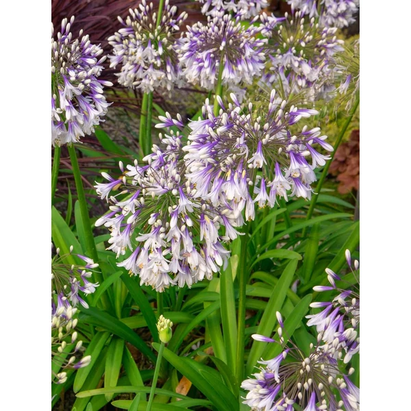 Szerelemvirág Tűzijáték  - Agapanthus Fireworks