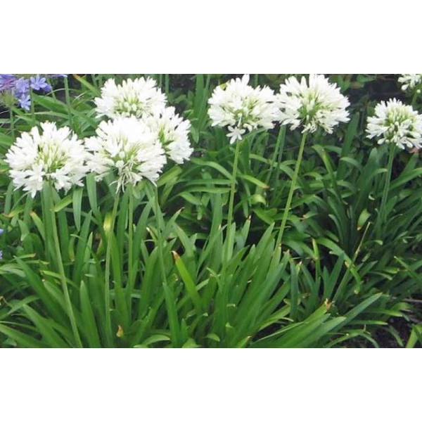 Szerelemvirág fehér - Agapanthus White 
