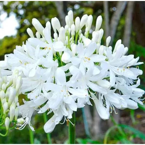 Szerelemvirág fehér - Agapanthus White 