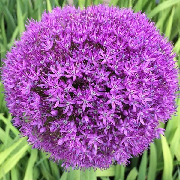 Allium Ambassador