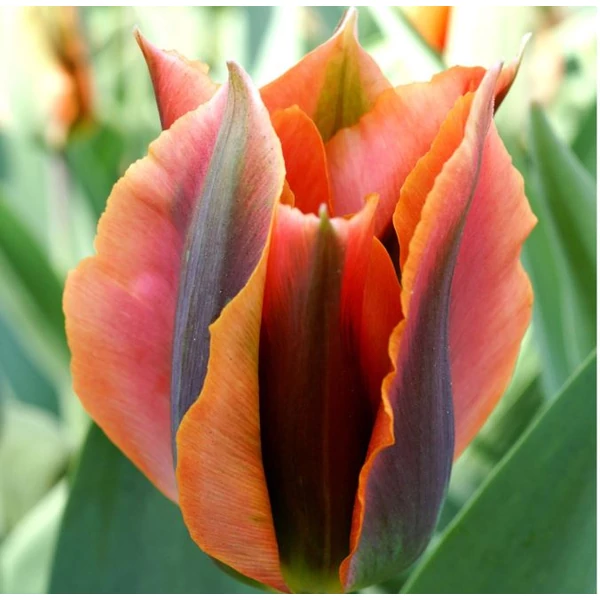 Tulipán Viridiflora Artist