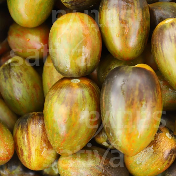 Szilvaparadicsom zöld - Solanum lycopersicum Brad Atomic Grape