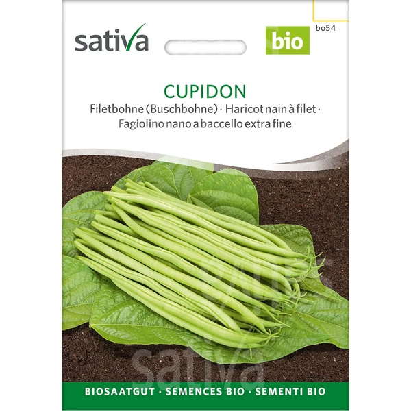 Bab törpe francia Cupidon - Phaseolus vulgaris Cupidon