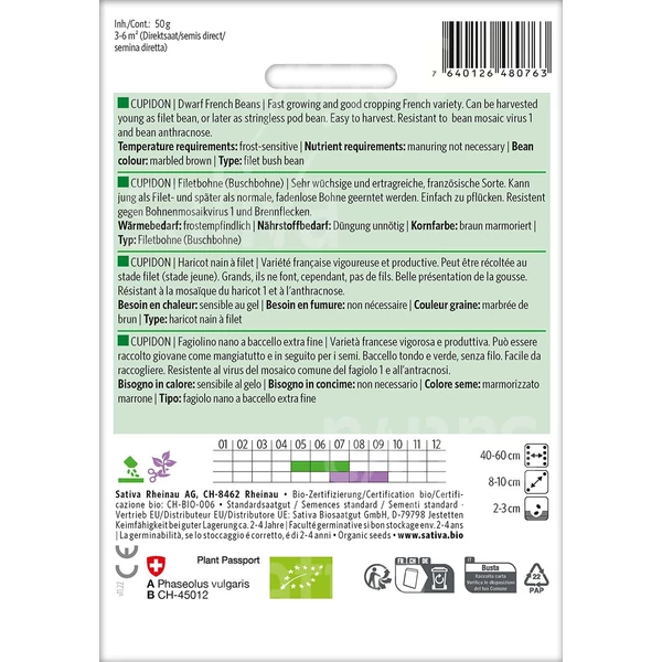 Bab törpe francia Cupidon - Phaseolus vulgaris Cupidon