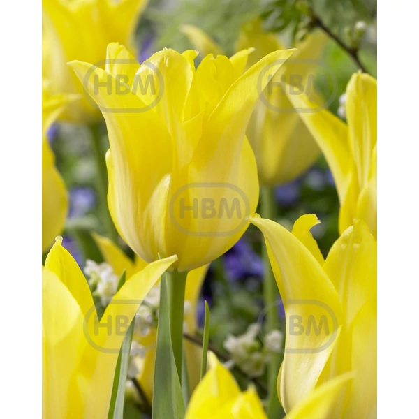 Tulipán Ballade Gold (Lily flowering)
