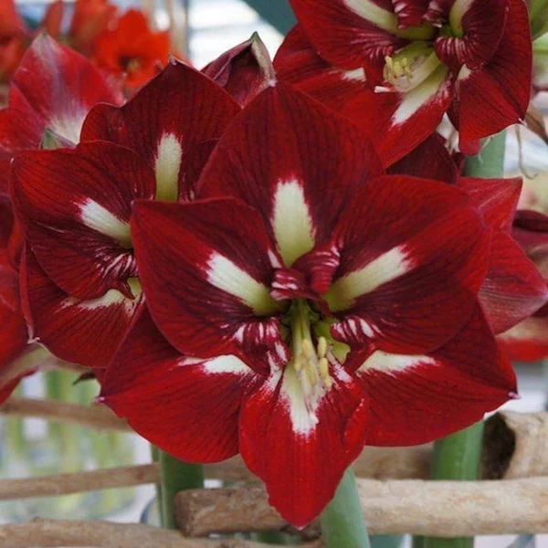  Amaryllis Hippeastrum Barbados