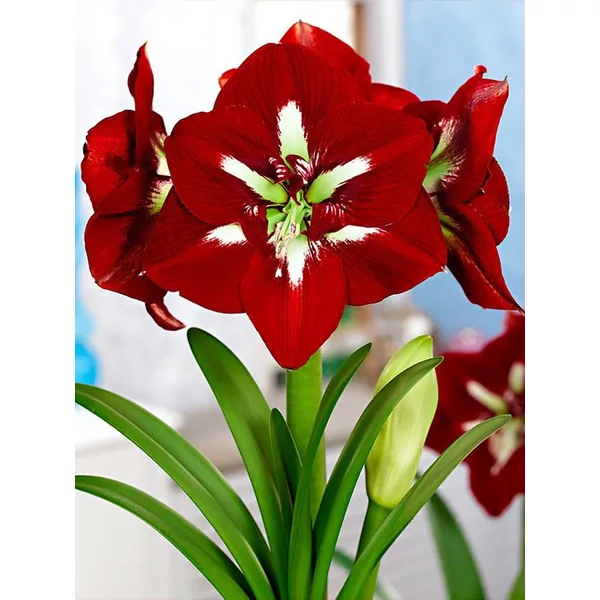  Amaryllis Hippeastrum Barbados