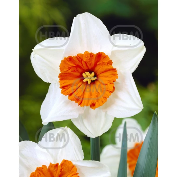 Nárcisz Barret Browning Small-Cupped