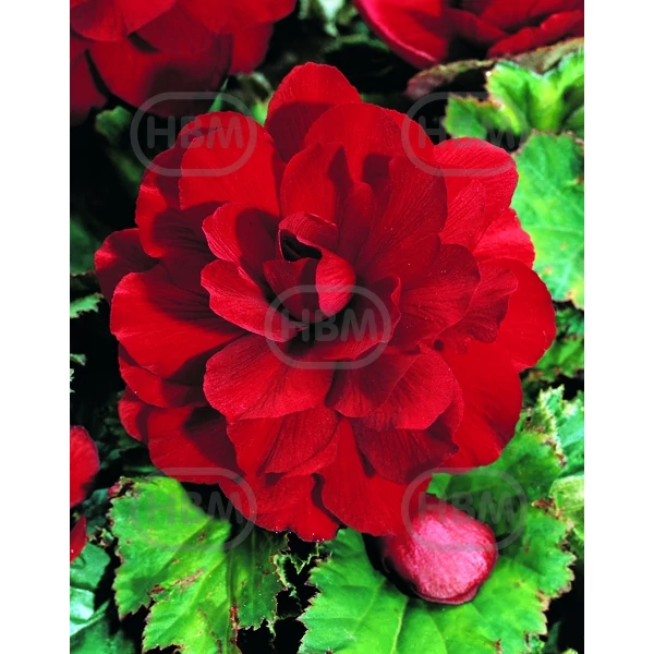 Gumós begónia vörös - Begonia Double Red