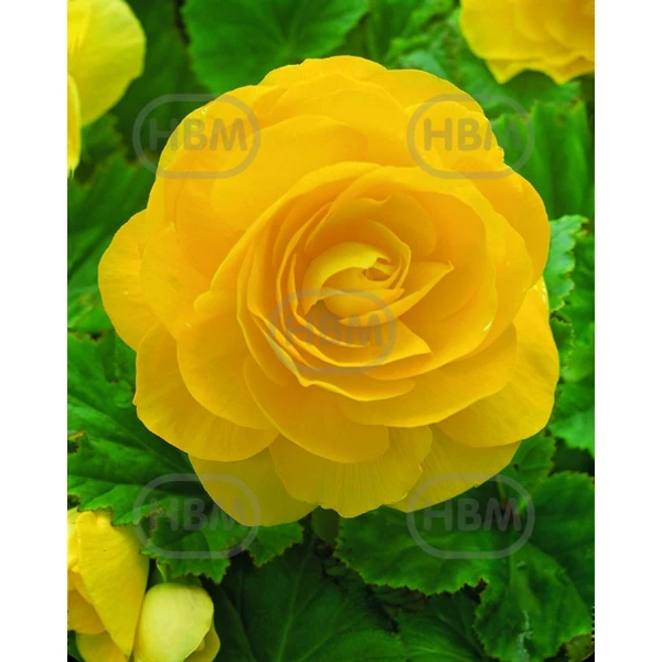 Gumós begónia dupla sárga - Begonia Double Yellow