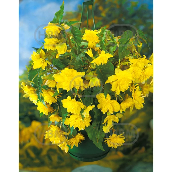 Gumós begónia csüngő sárga - Begonia Cascade Pendula Yellow