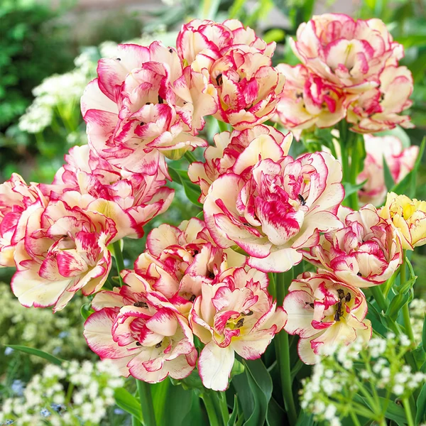 Tulipán Belicia Double Early