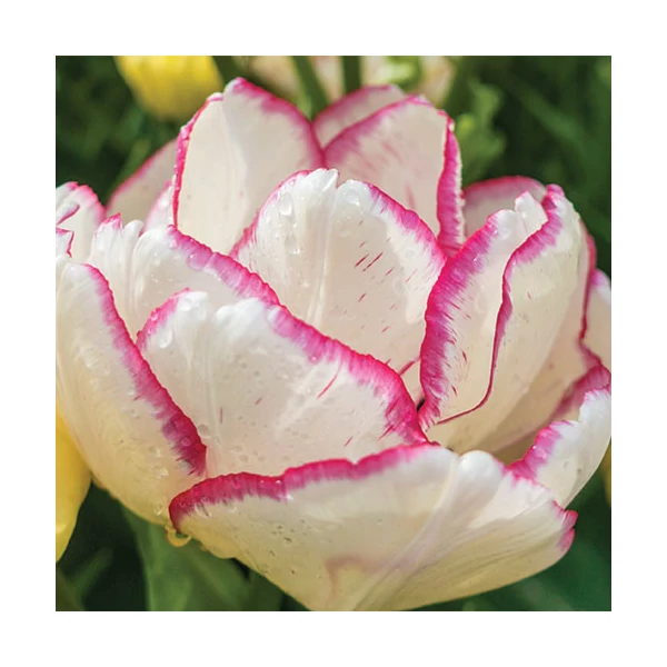 Tulipán Belicia Double Early