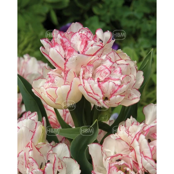 Tulipán Belicia Double Early