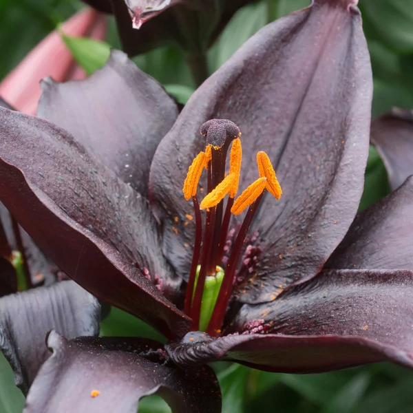 Liliom Blacklist
