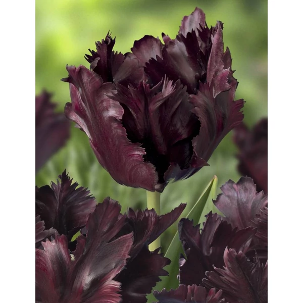 Tulipán Black Parrot