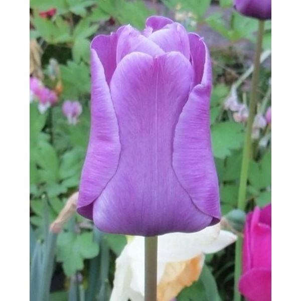 Tulipán Single Late Bleu Aimable
