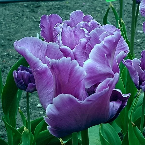 Tulipán Blue Parrot 