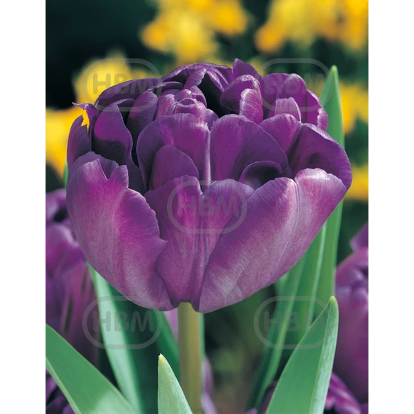 Tulipán Double Late Blue Diamond