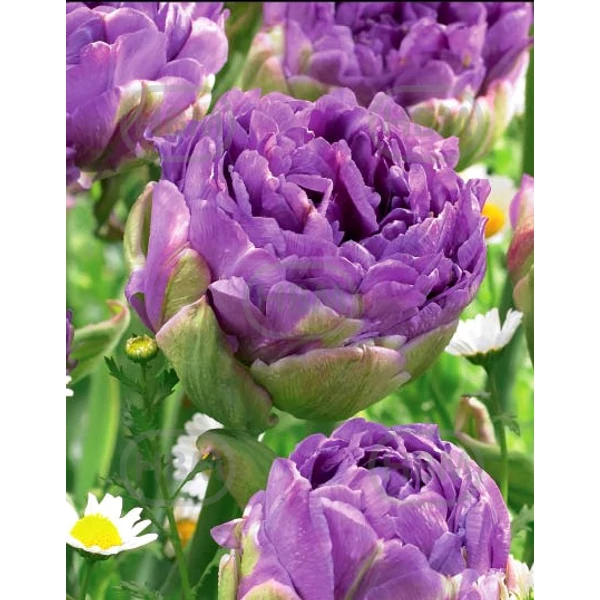 Kék tulipán telt késői Exclusív