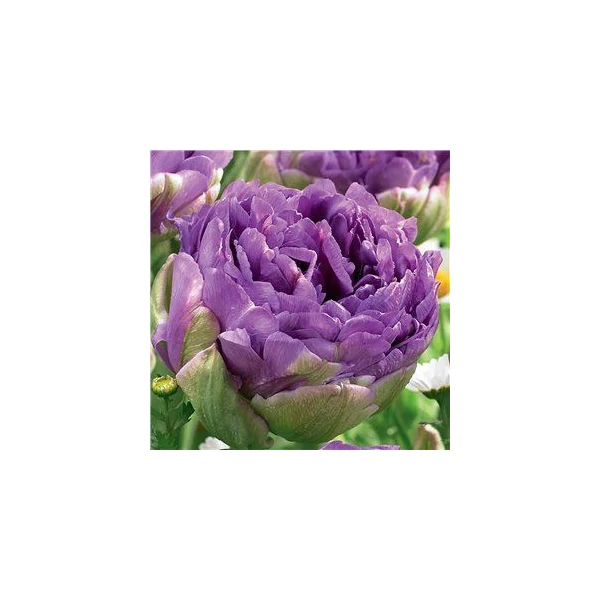Tulipán Double Late Blue Wow