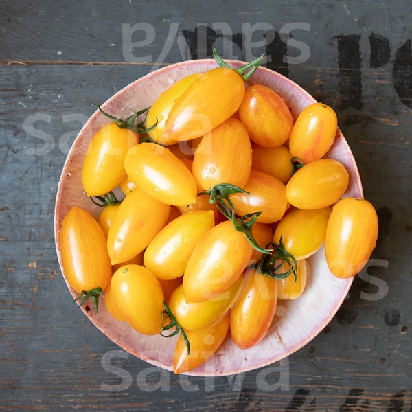 Datolyatermésű paradicsom - Solanum lycopersicum Blush Tiger 