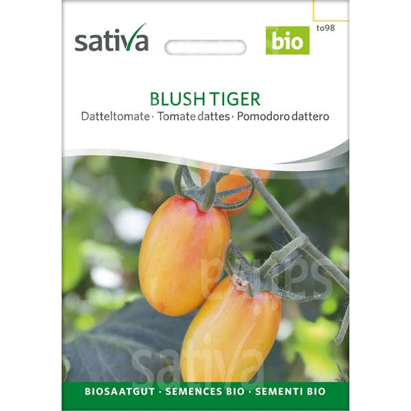 Datolyatermésű paradicsom - Solanum lycopersicum Blush Tiger 