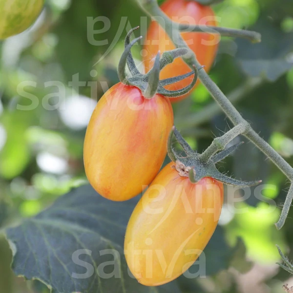 Datolyatermésű paradicsom - Solanum lycopersicum Blush Tiger 
