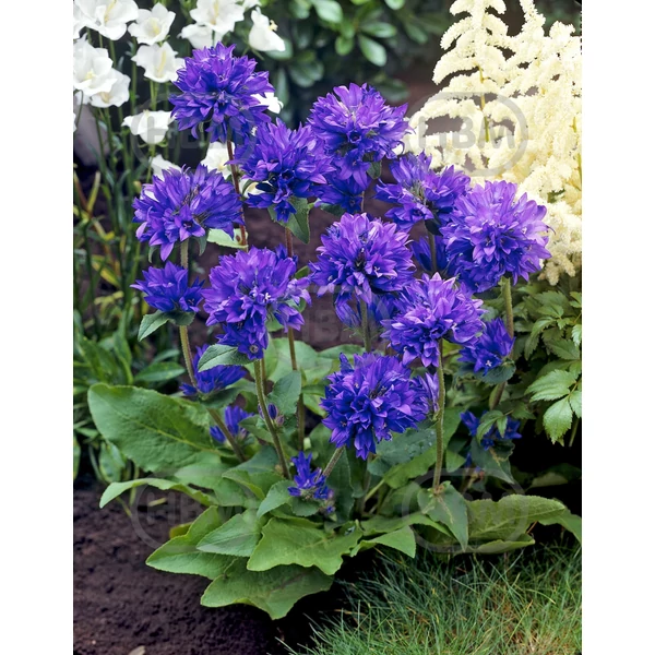 Csomós harangvirág kék - Campanula Glomerata Blue