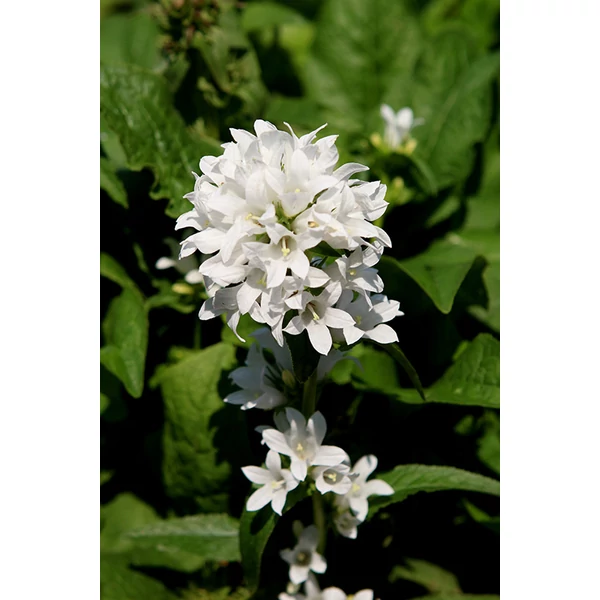 Csomós harangvirág fehér - Campanula Glomerata White