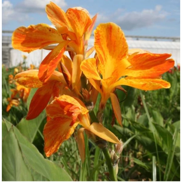 Virágos nád 'Carnaval' - Canna Carnaval 