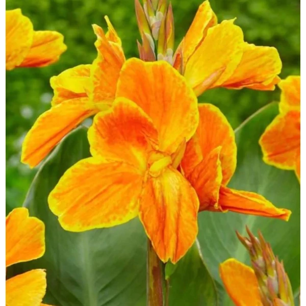 Virágos nád 'Carnaval' - Canna Carnaval 