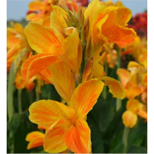 Virágos nád 'Carnaval' - Canna Carnaval 