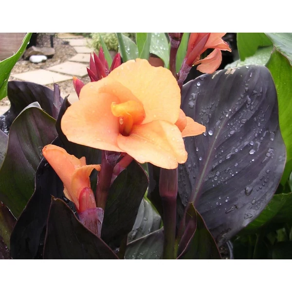 Virágos nád - Canna Louis Cotton