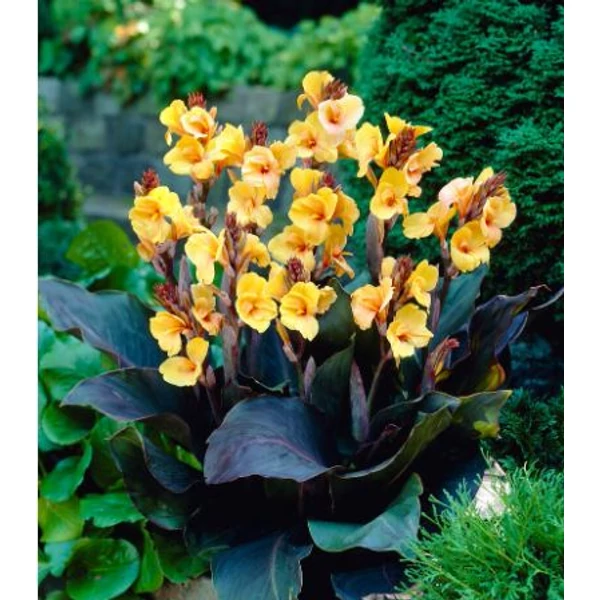 Virágos nád - Canna Louis Cotton