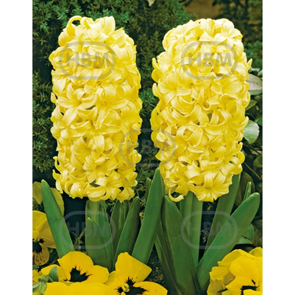 Hyacinthus Orientalis City of Harleem