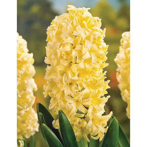 Hyacinthus Orientalis City of Harleem
