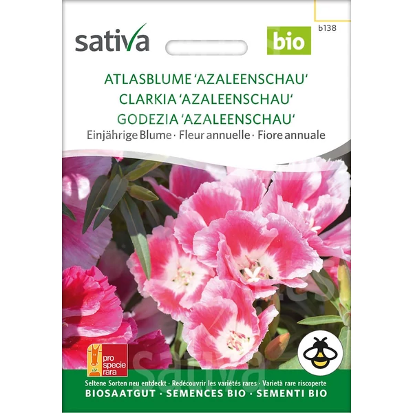 Clarkia 'Azaleenschau' - Annual flowers