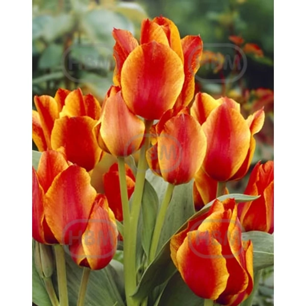 Tulipán Compostella Greigii