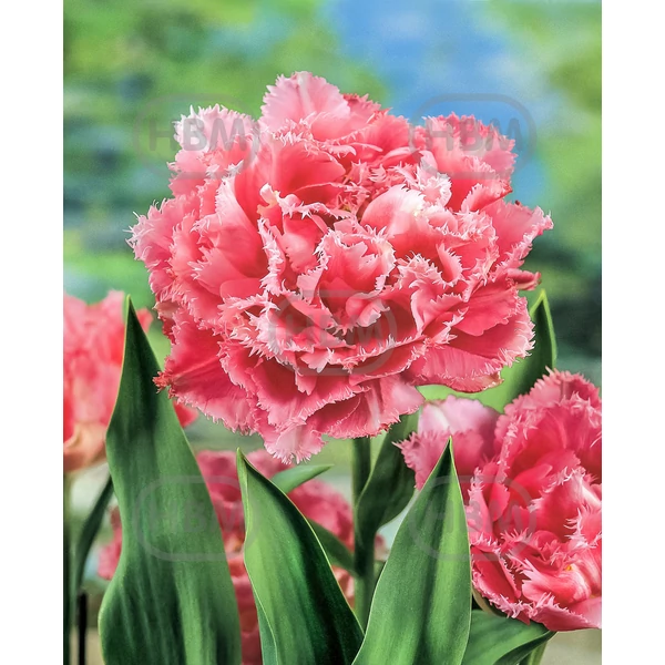 Tulipán Crispion Sweet Fringed 